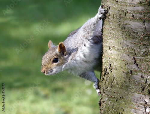 A squirrel peering from behind a tree
