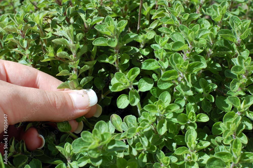 Picking Fresh Oregano Picking Fresh Oregano