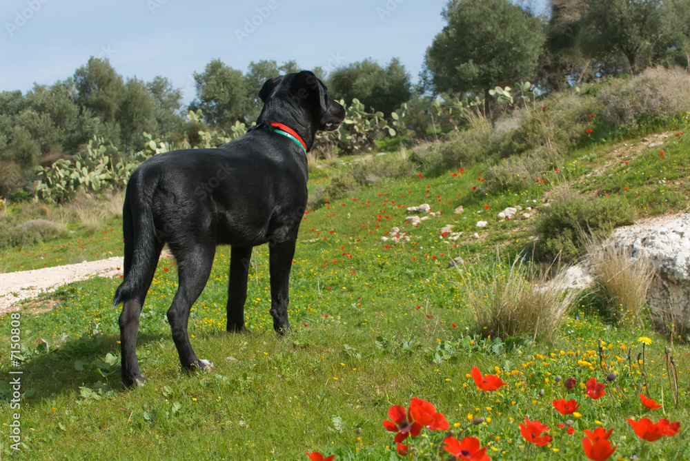 Labrador in the nature