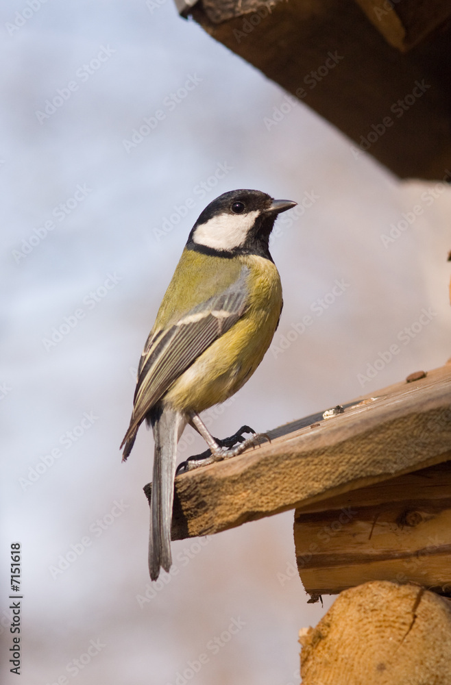 Fototapeta premium great tit