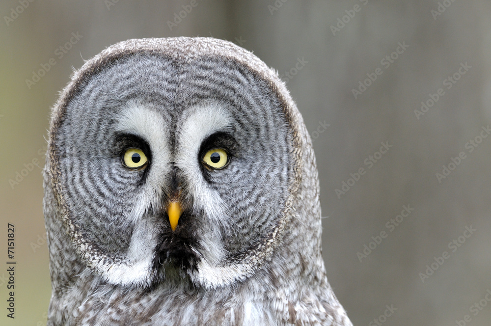 Obraz premium Chouette lapone