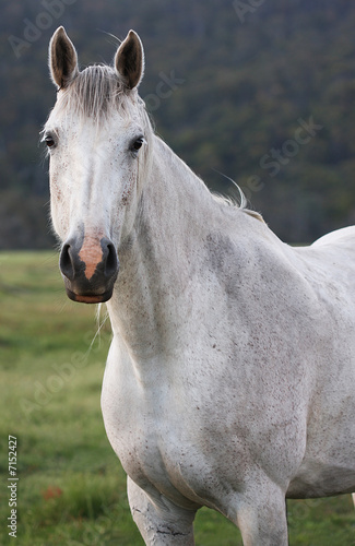 White horse - Color © Christopher Meder