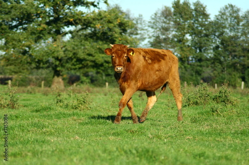 Auch Rinder können rennen © Kathrin Hemkendreis