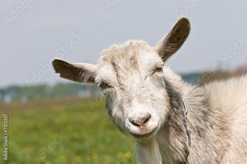 goat