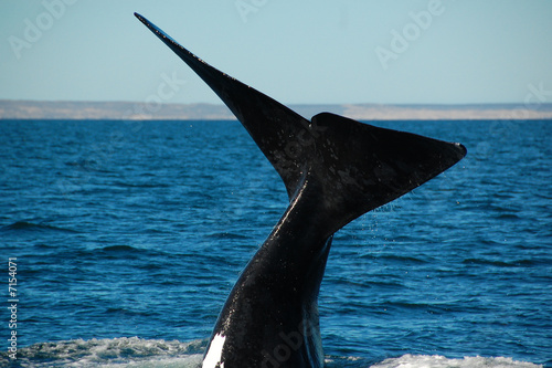 Patagonia Whale's Tail