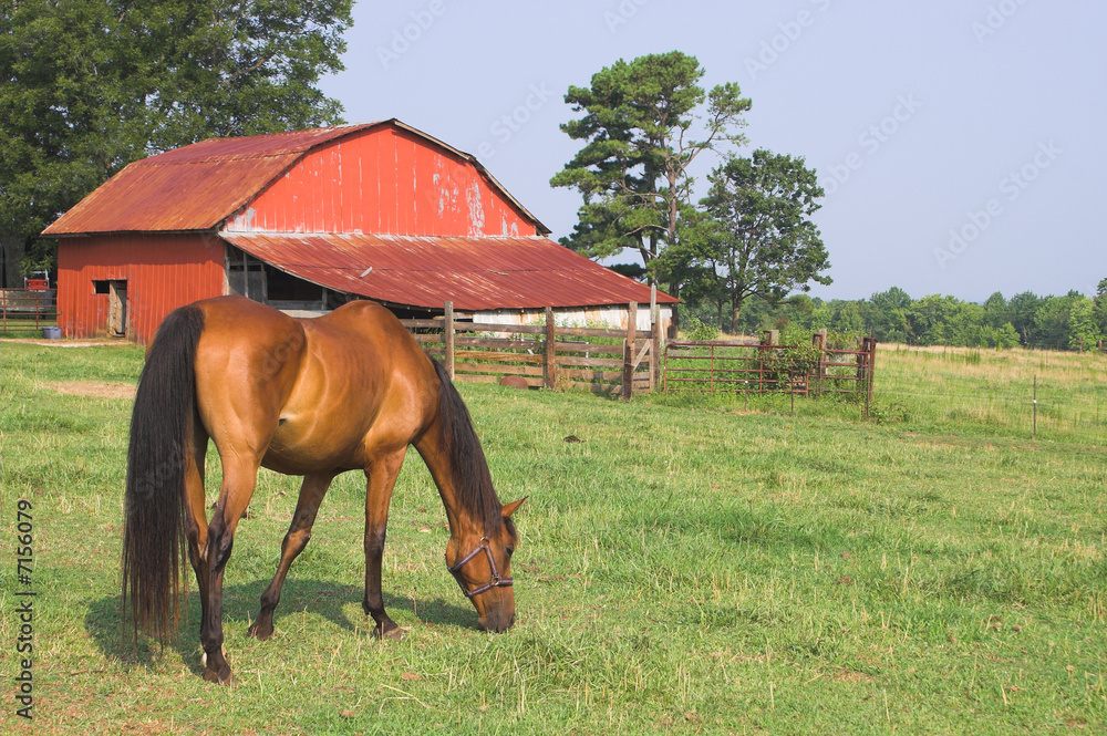 Naklejka premium Horse