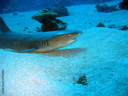 silver tip reef shark
