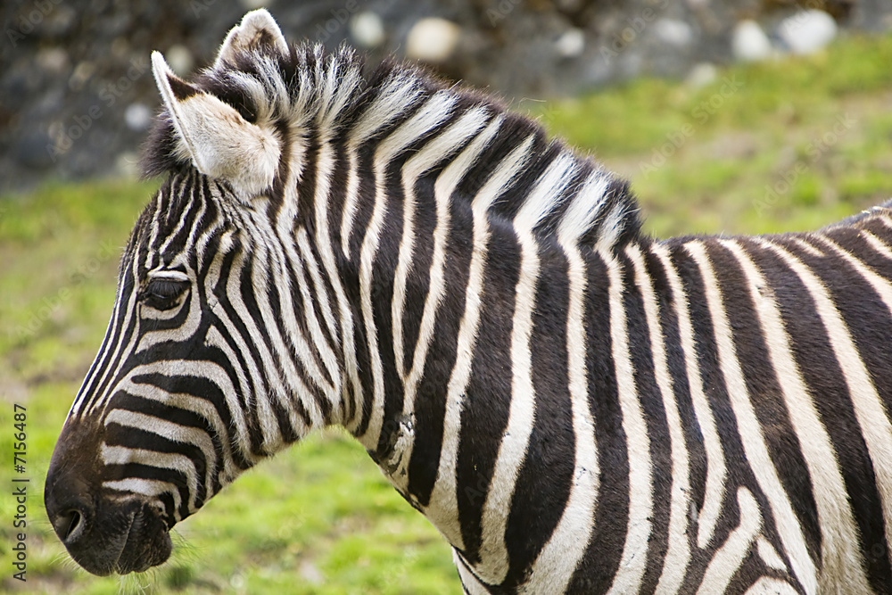 Zebra