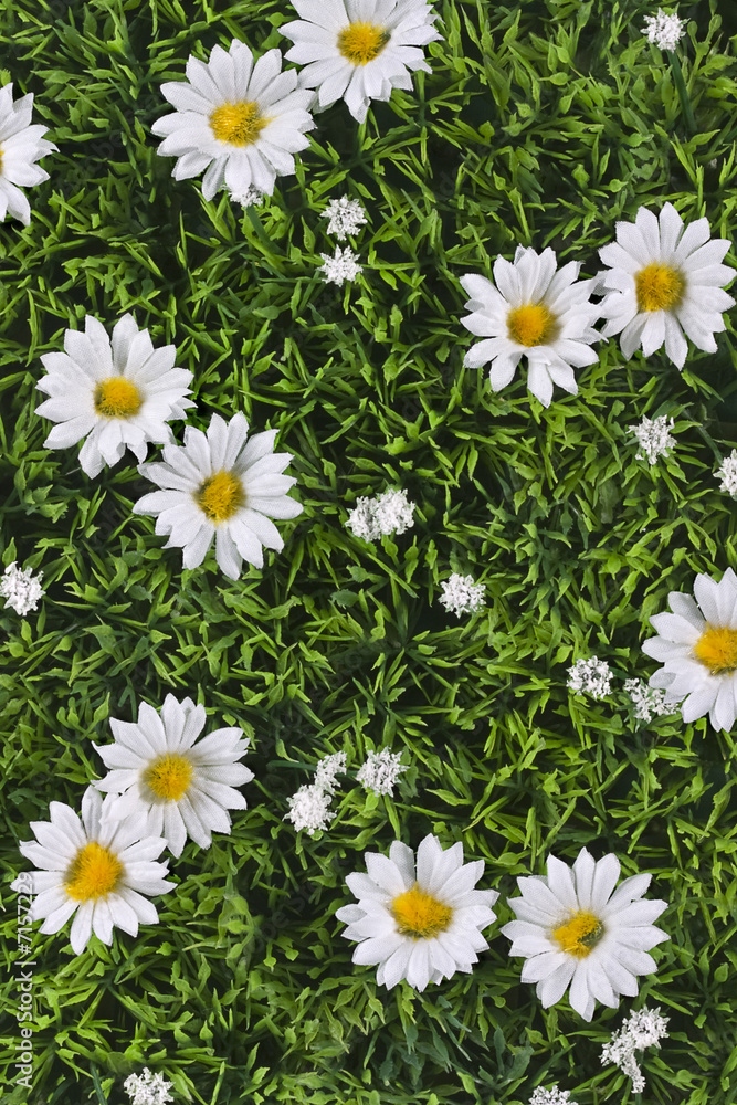Fototapeta premium Daisy field