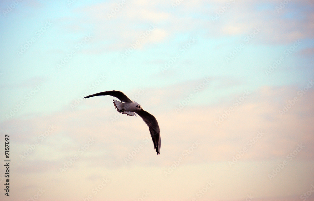 Naklejka premium gull