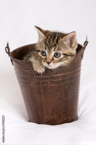 Chat Chaton Tendre Animal Domestique Compagnie Ami Bebe Stock Photo Adobe Stock