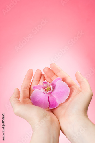 orchid in the female hands