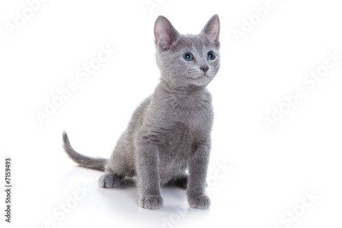 Russian Blue kittens on white