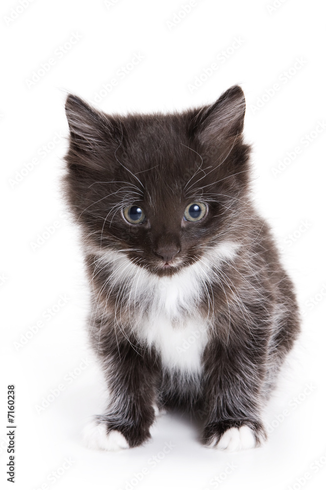 Obraz premium Kuril Bobtail kitten on white