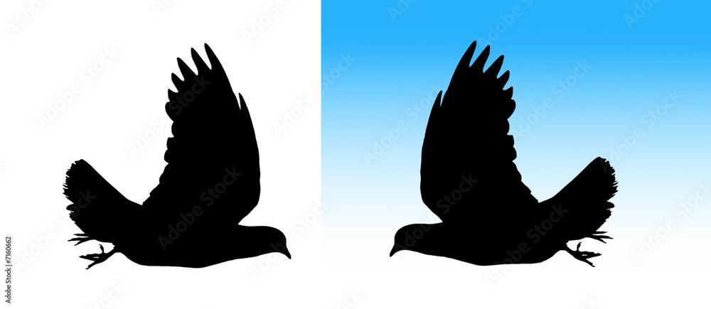 Fototapeta premium Dove silhouette