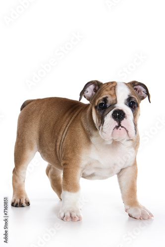 Bulldog puppy on white background © Dixi_