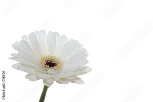 Gerbera