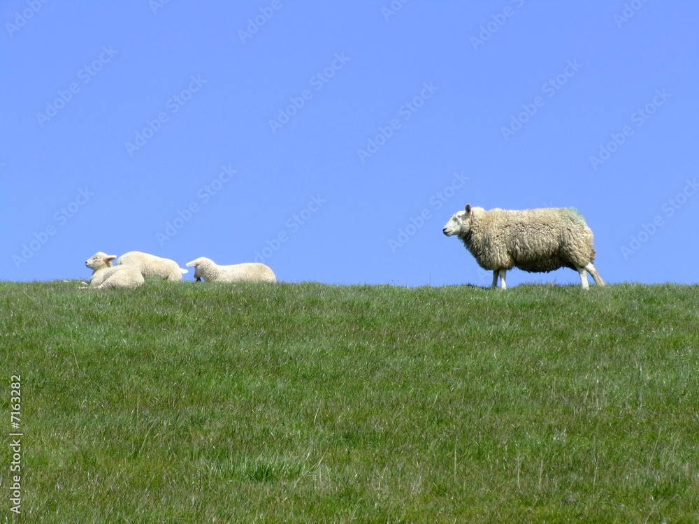 Fototapeta premium Auf dem Deich