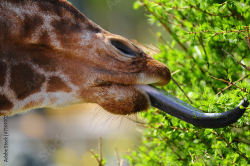 Giraffe Tongue