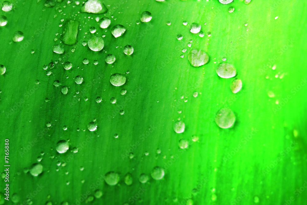Water drops on green leaf