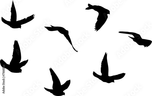 Vector silhouettes of flying pigeons