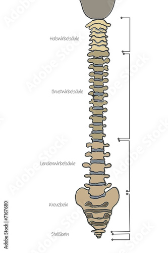 wirbelsäule