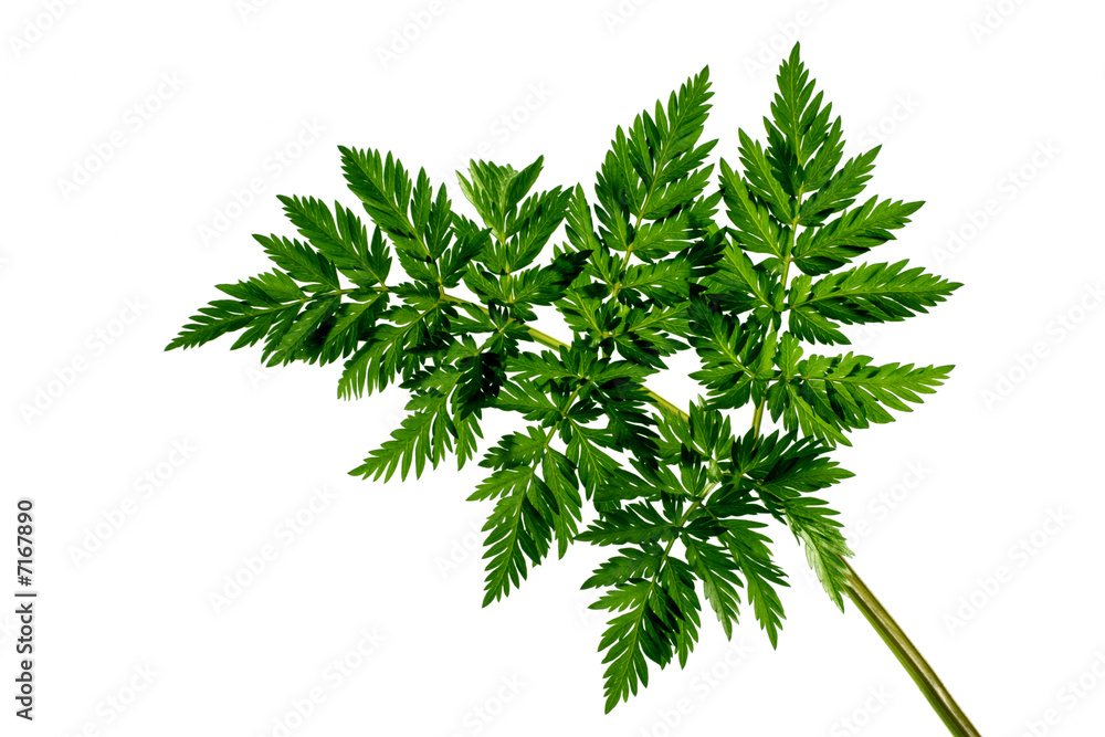 Leaf Leaf