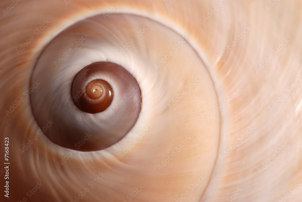 Obraz premium Cockleshell