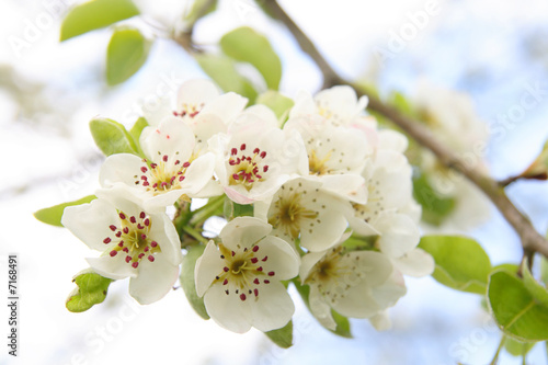 White cherry blossoms on a branch