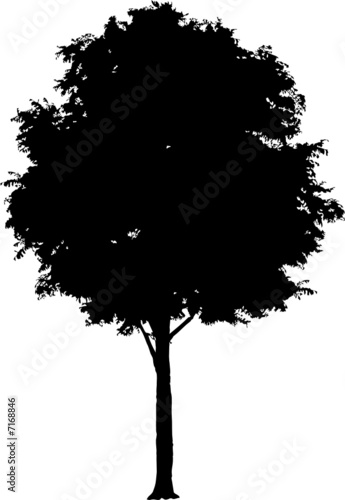Silhouette a tree. Similar images can be found in my gallery.