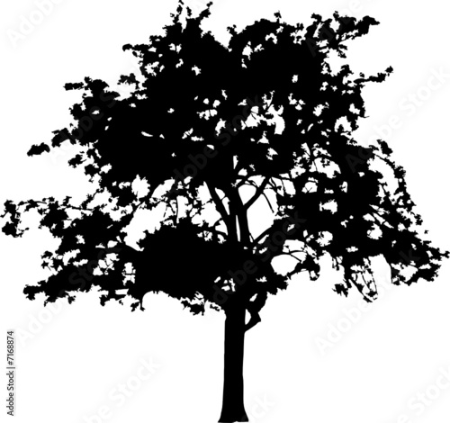 Silhouette a tree. Similar images can be found in my gallery.