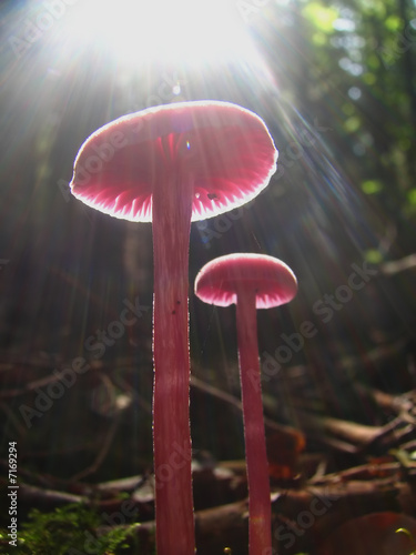 magic mushrooms in the sun