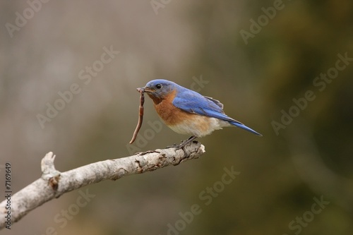 Eastern Blue Bird © gregg williams