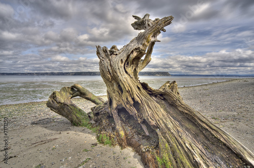 Driftwood on Whidbey Island, Washington photo