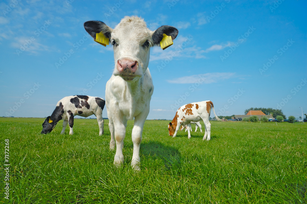 Obraz premium cute baby cow