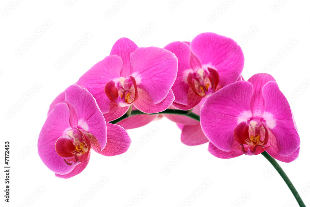 Obraz premium różowa orchidea