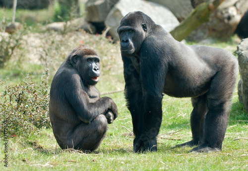 male gorilla © Eric Gevaert