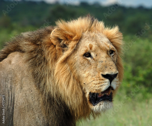 Fototapeta Naklejka Na Ścianę i Meble -  Young African Lion (Panthera leo)