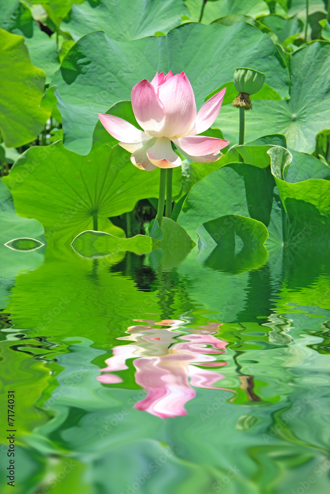 fleur aquatique