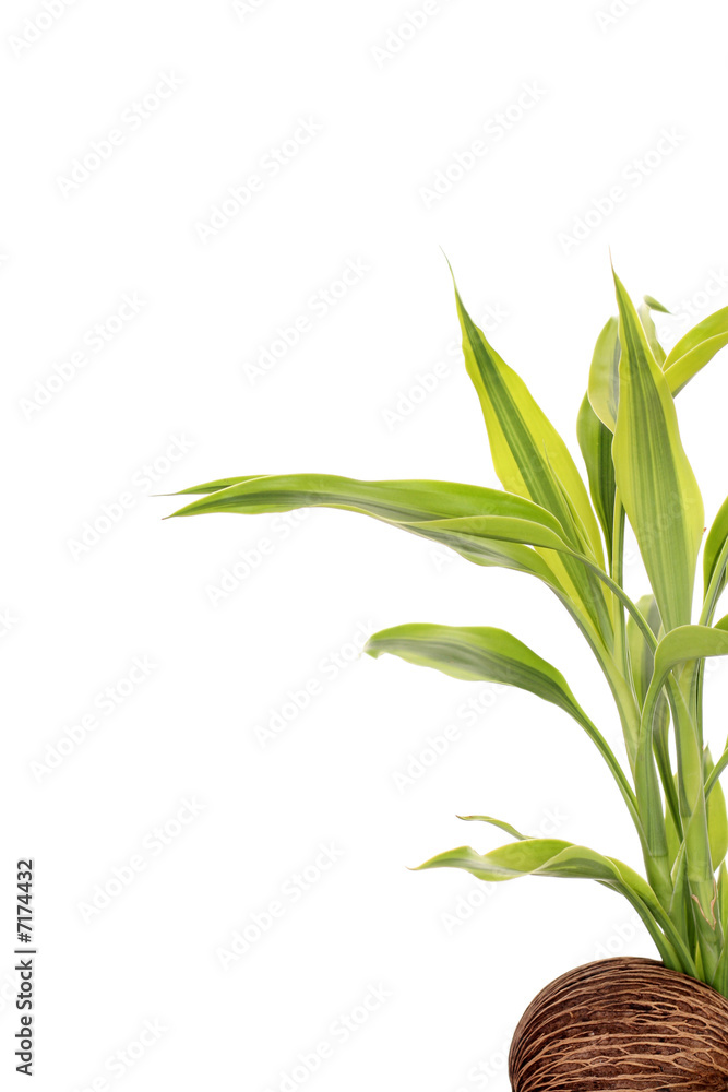 Obraz premium plant in nut