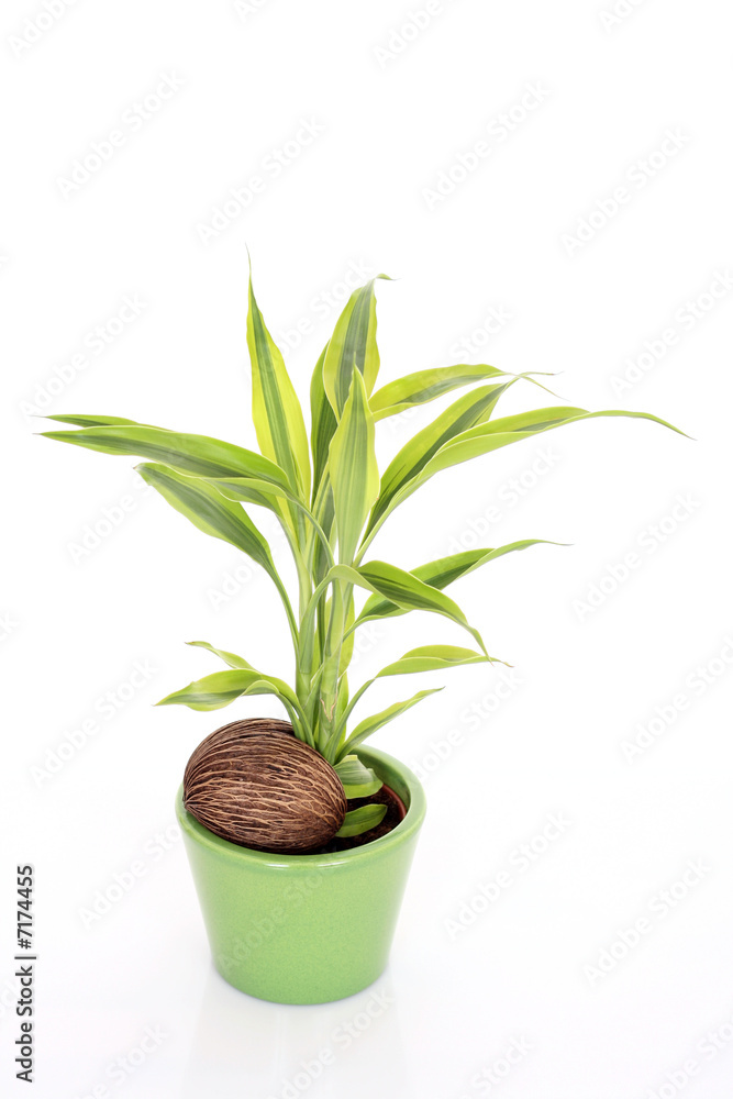 Fototapeta premium plant in nut