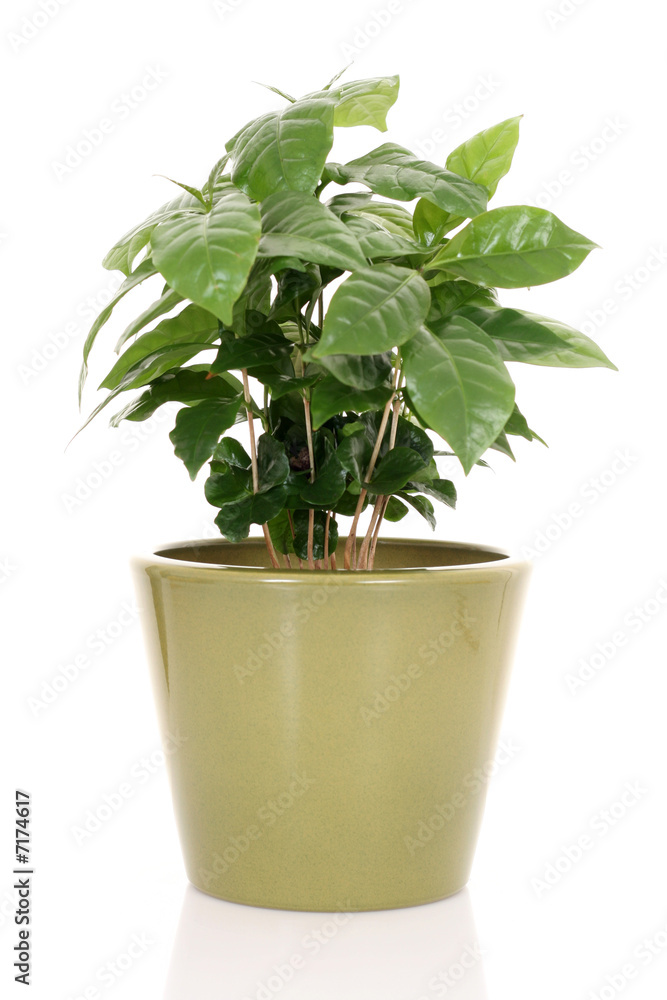 coffee plant coffee plant