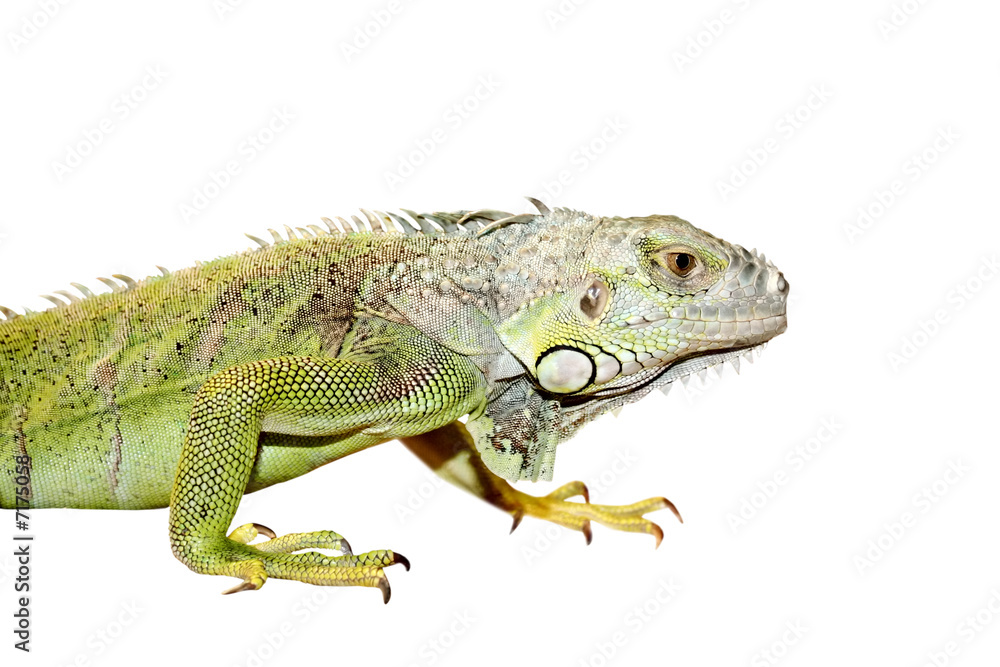 Fototapeta premium Iguana