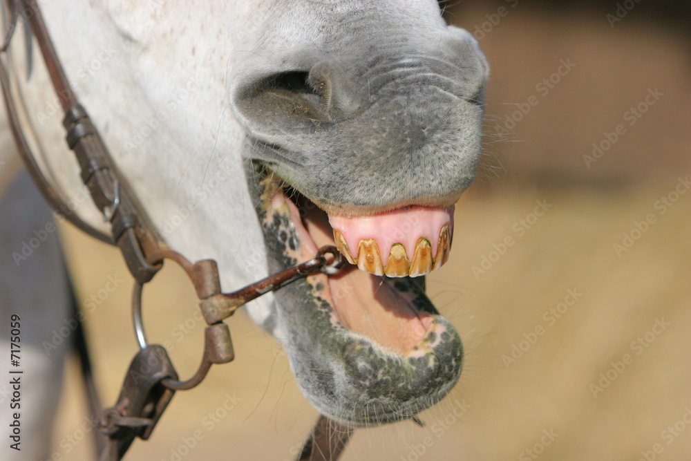 Pferde Wiehern StockFoto Adobe Stock