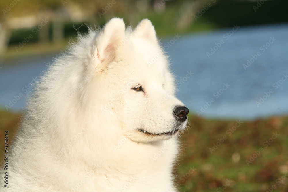 portrait Samoyède