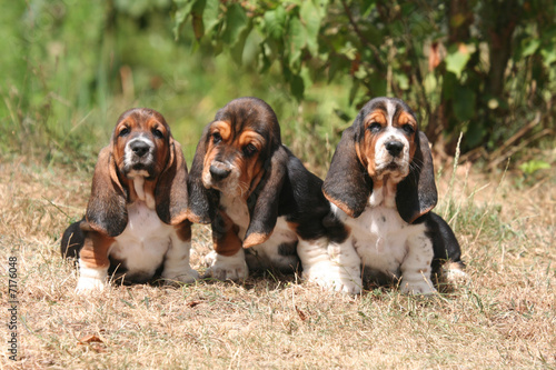 trois chiots basset hound © Dogs