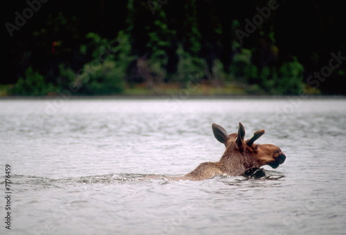 schwimmender Elch photo