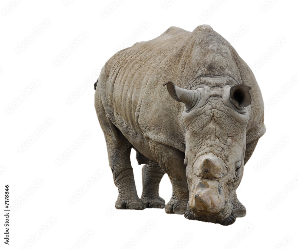 white rhinoceros isolated on white