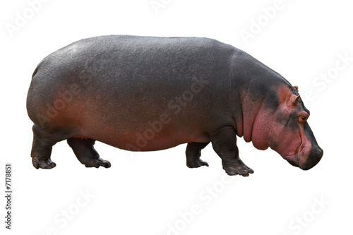Hippopotamus isolated on white