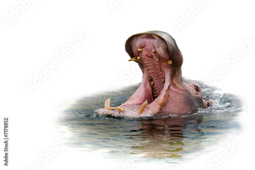 Hippo Yawning isolated on white